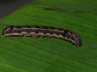 DSC 1404  Larva of Spodoptera litura