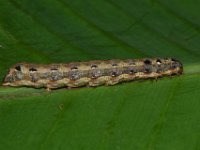 DSC 1405  Larva of Spodoptera litura