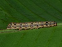 DSC 1406  Larva of Spodoptera litura