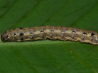 DSC 1409  Larva of Spodoptera litura