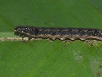 DSC 1415  Larva of Spodoptera litura