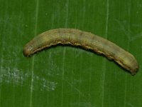 DSC 1416  Larva of Spodoptera litura