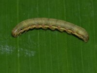 DSC 1417  Larva of Spodoptera litura