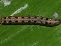 DSC 1419  Larva of Spodoptera litura