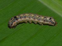 DSC 1421  Larva of Spodoptera litura