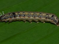 DSC 1422  Larva of Spodoptera litura