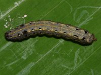 DSC 1423  Larva of Spodoptera litura