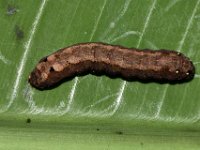 DSC 1424  Larva of Spodoptera litura