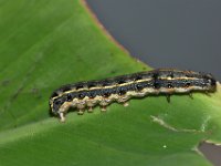 DSC 1426  Larva of Spodoptera litura