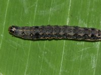 DSC 1427  Larva of Spodoptera litura