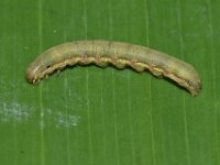 DSC 1428  Larva of Spodoptera litura