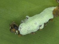 spodoptera-fungalpathogen  Larva of Spodoptera litura infected by entomofungal pathogen