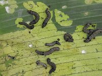 spodoptera-group1  Larvae of Spodoptera litura on banana leaf