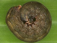 spodoptera  Mature larva of Spodoptera litura