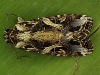 spodoptera1  Adult moth resting on banana