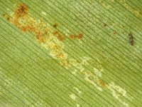 Damage-thrips (2)  Bronzy and silvery areas formed on banana leaf caused by thrips feeding