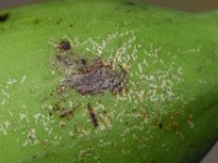 Helionothrips-on-fruit (1)