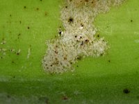 Helionothrips-on-fruit (2)