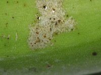 Helionothrips-on-fruit (3)