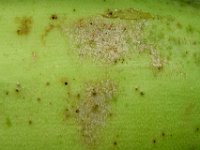 Helionothrips-on-fruit (6)