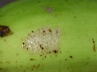 Helionothrips-on-fruit (7)