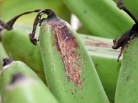 Leaf-thrips-damage4  Leaf thrips damage on fruit