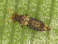 New-Out99998-Do Soft Stack[1,0,1]  Adult of leaf thrips