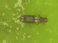 heliono  Leaf thrips on banana fruit