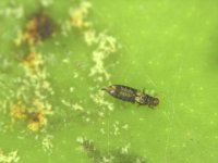 image0235  Leaf thrips on banana fruit