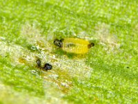 leaf-thrips-banana1