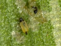 leaf-thrips-banana2