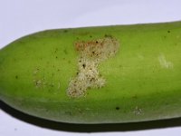 leaf-thrips-damage-on-fruit (1)