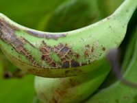 leaf-thrips-damage  Leaf thrips damage on fruit