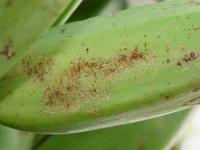 leaf-thrips-damage3  Leaf thrips damage on fruit