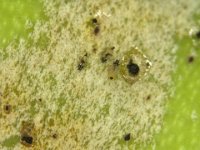 leaf-thrips-on-fruit  Nymphs of leaf thrips feeding on banana fruit