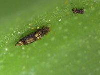 leafthrips  Banana leaf thrips