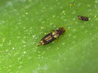 th  Banana leaf thrips