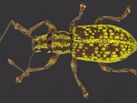 myllocerus  Myllocerus dorsatus, a minor pest on banana foliage