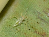 Prodromus-clypeatus2  Nymph of Prodromus clypeatus on banana