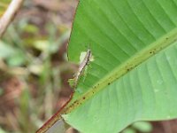 Neorthacris10  Neorthacris sp. feeding on banana leaf