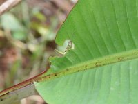 Neorthacris11  Neorthacris sp. feeding on banana leaf