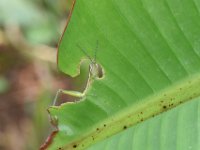 Neorthacris12  Neorthacris sp. feeding on banana leaf