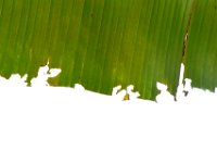 Neorthacris2  Characteristic feeding damage caused by Neorthacris sp. on banana leaf