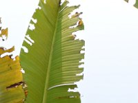 Neorthacris3  Characteristic feeding damage caused by Neorthacris sp. on banana leaf