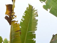 Neorthacris5  Banana leaf damaged by Neorthacris sp.