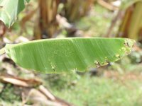 Neorthacris7  Banana leaf with margins irregularly cut by Neorthacris sp.