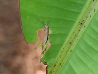 Neorthacris8  Neorthacris sp. feeding on banana leaf