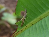 Neorthacris9  Neorthacris sp. feeding on banana leaf