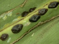 parasaissetia-nigra (4)  Parasaissetia nigra on banana