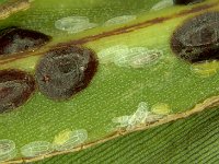 parasaissetia-nigra (5)  Colony of Parasaissetia nigra on banana